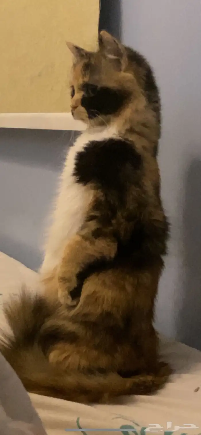 قطه انثى للبيع 1