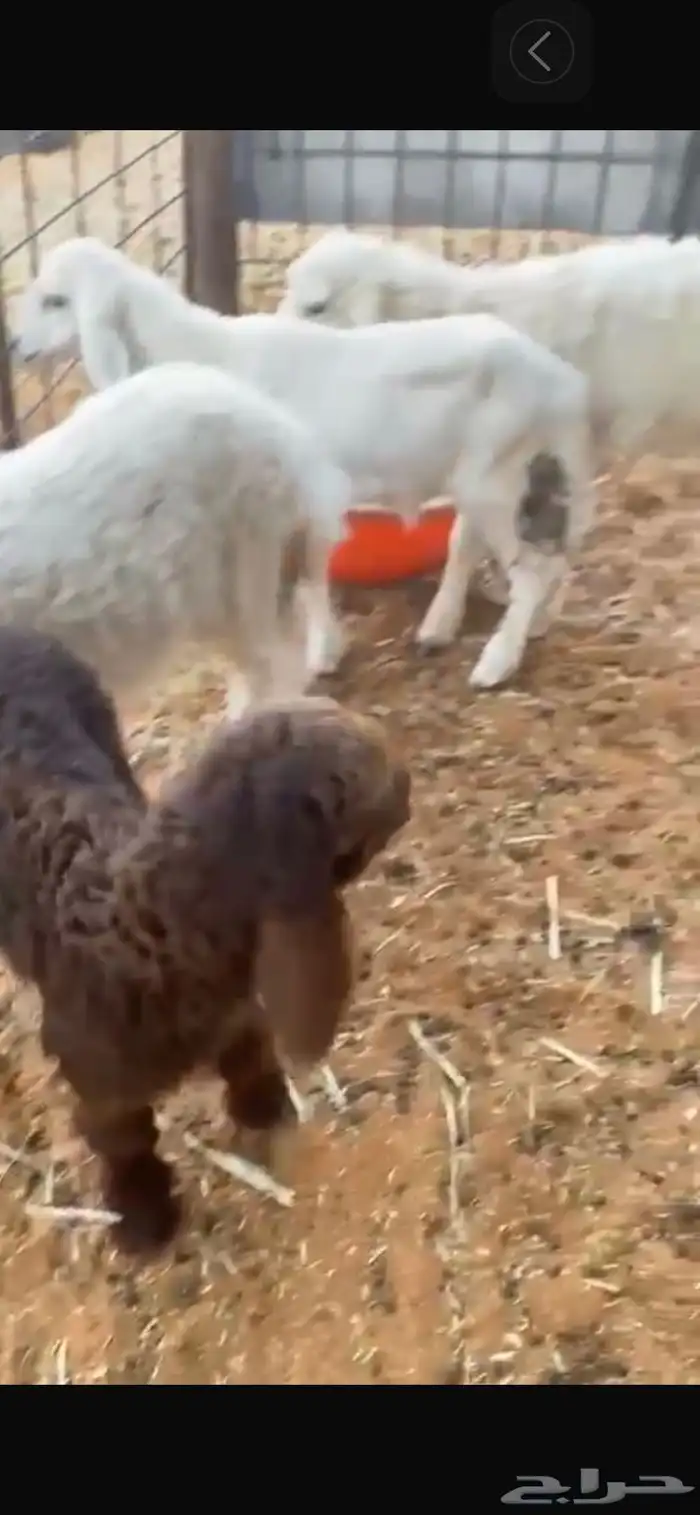 للبيع دواغير 1