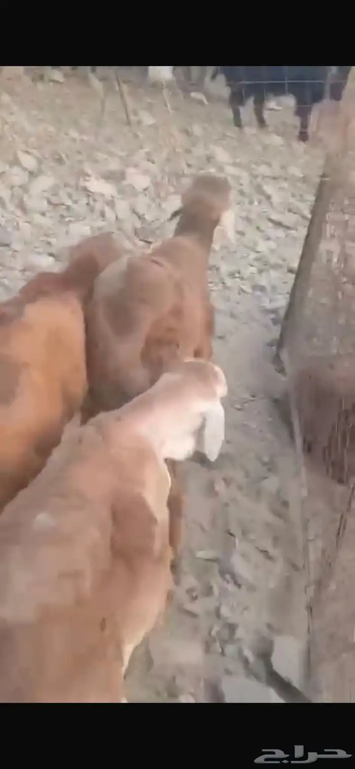 طليان سواكن 0