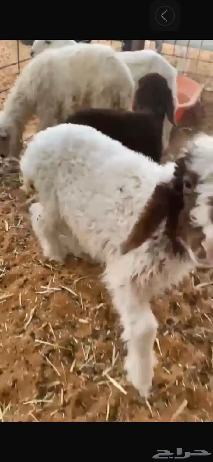 للبيع دواغير 3