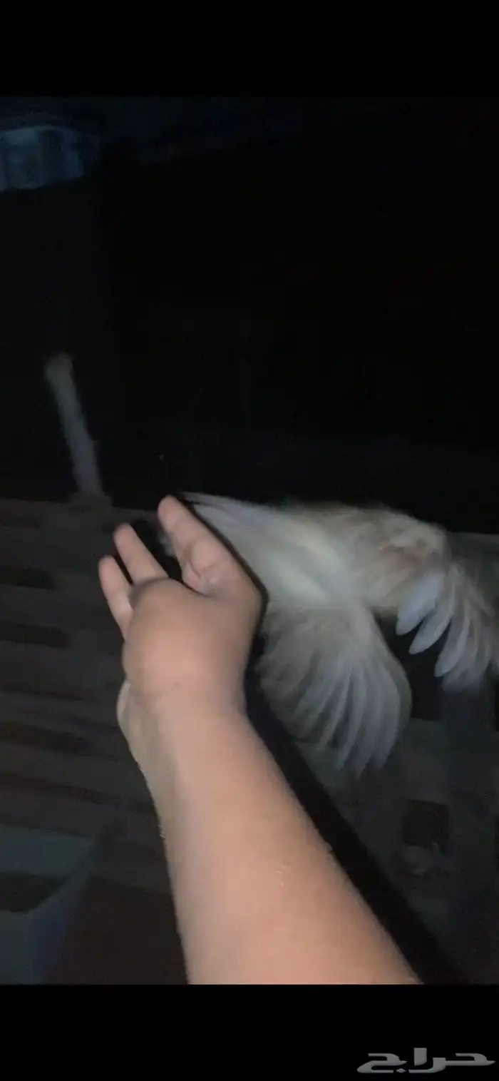 دجاج للبيع 2