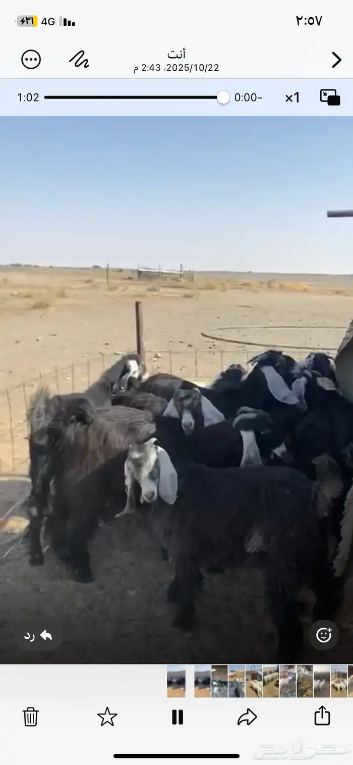 للبيع جفرات طيبه 1