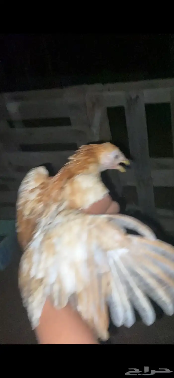 دجاج للبيع 1