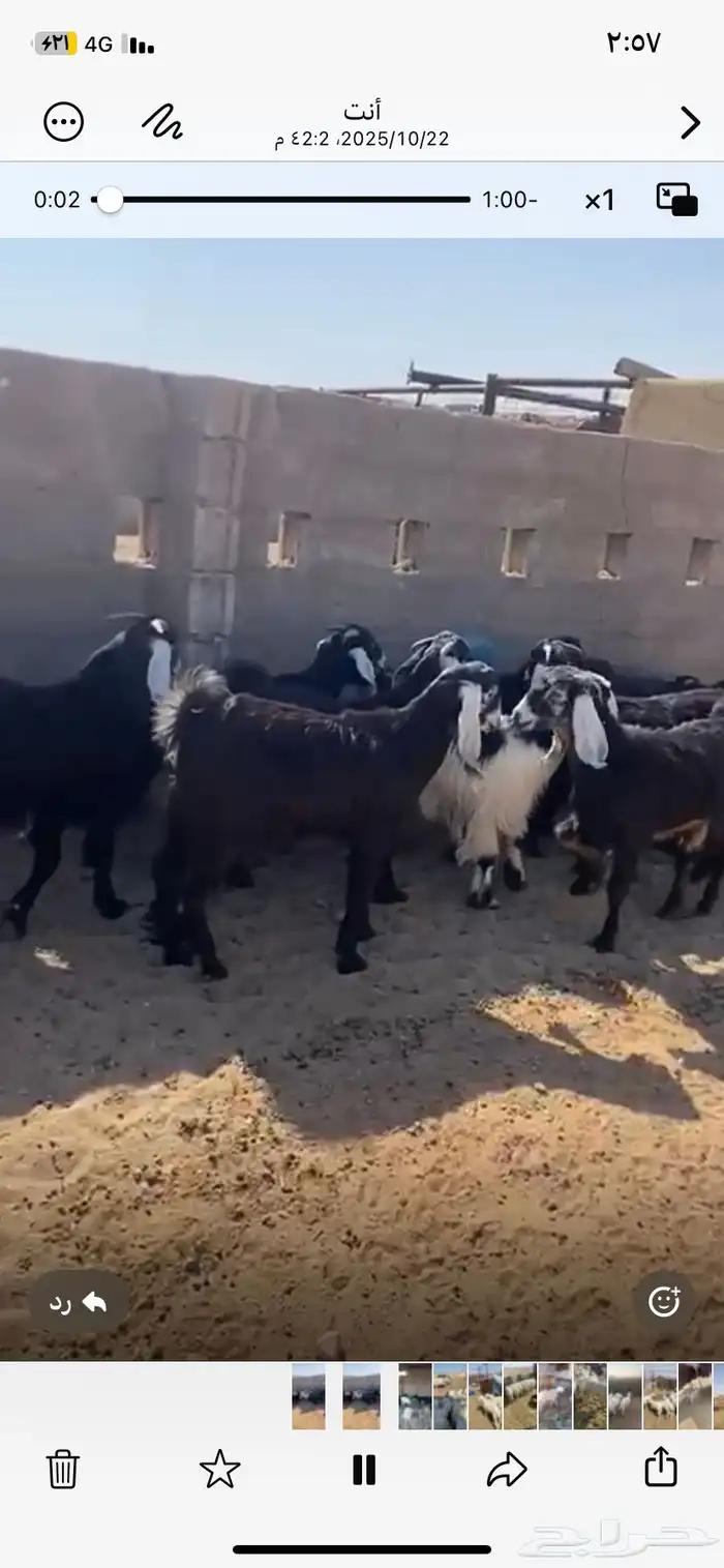 للبيع جفرات طيبه 0