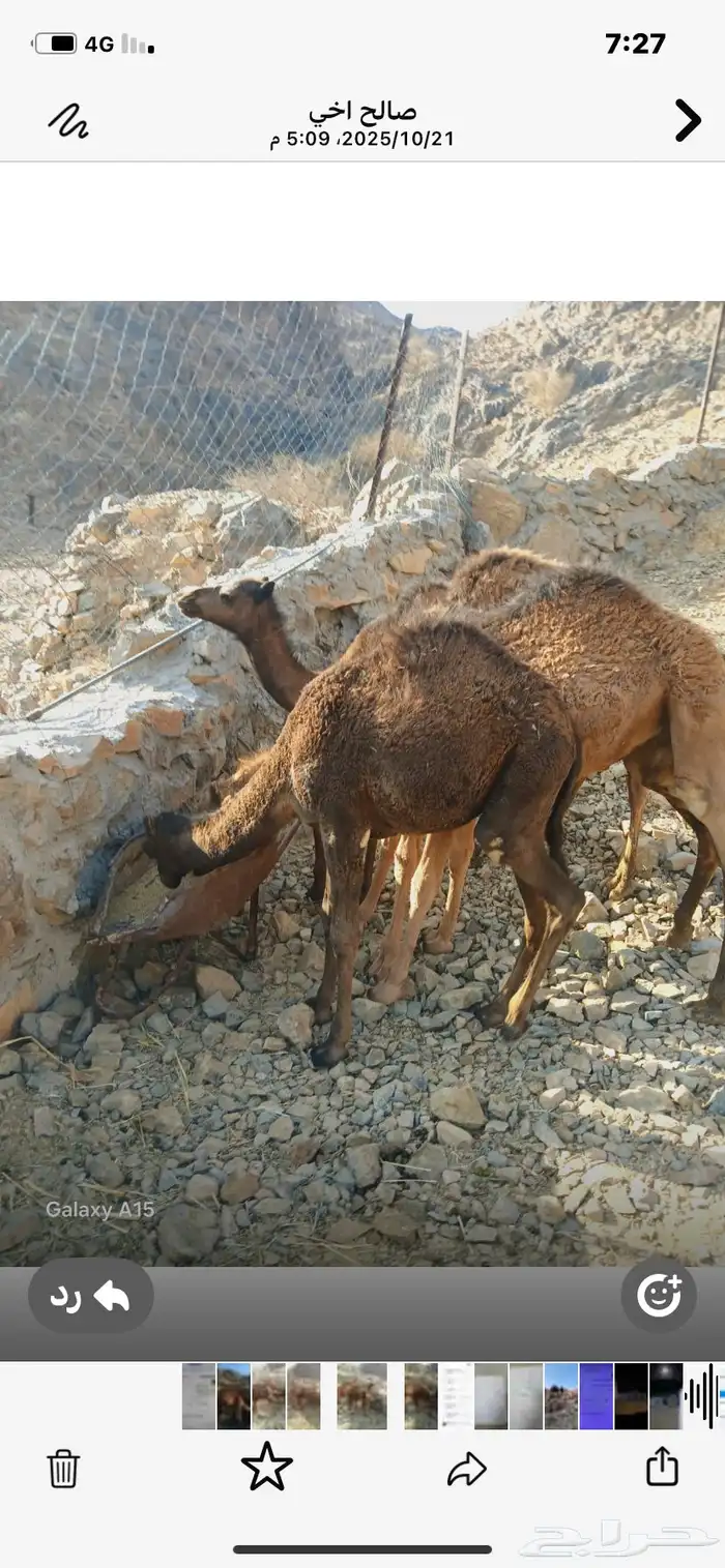 قعدان للبيع 2