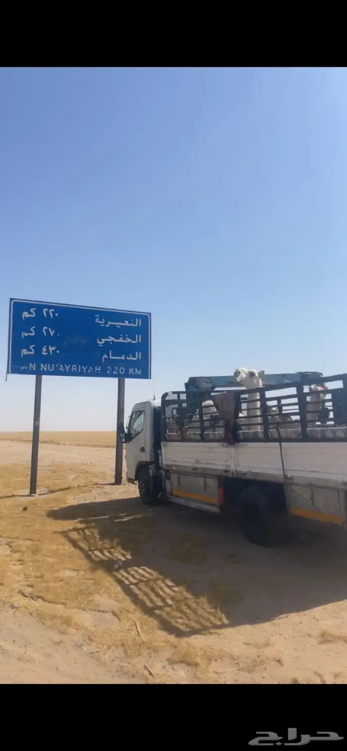 دينا لنقل البل 0