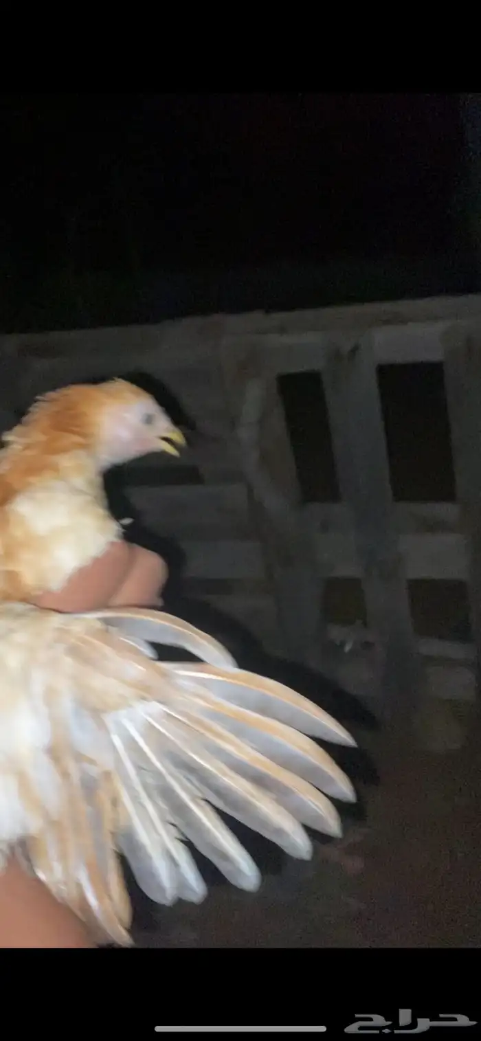 دجاج للبيع 5