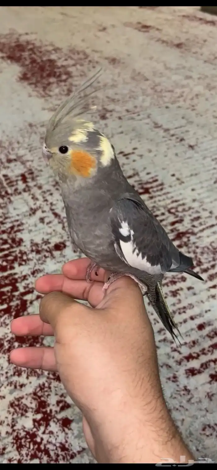 للبيع كروان ذكر اليف 1