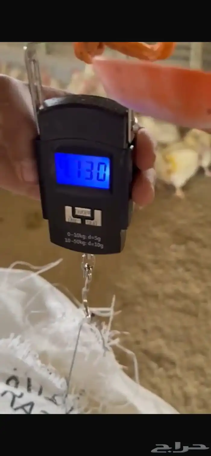 سلام عليكم فيه دجاج امهات كميه. كبيره حوالي 200 الف 1