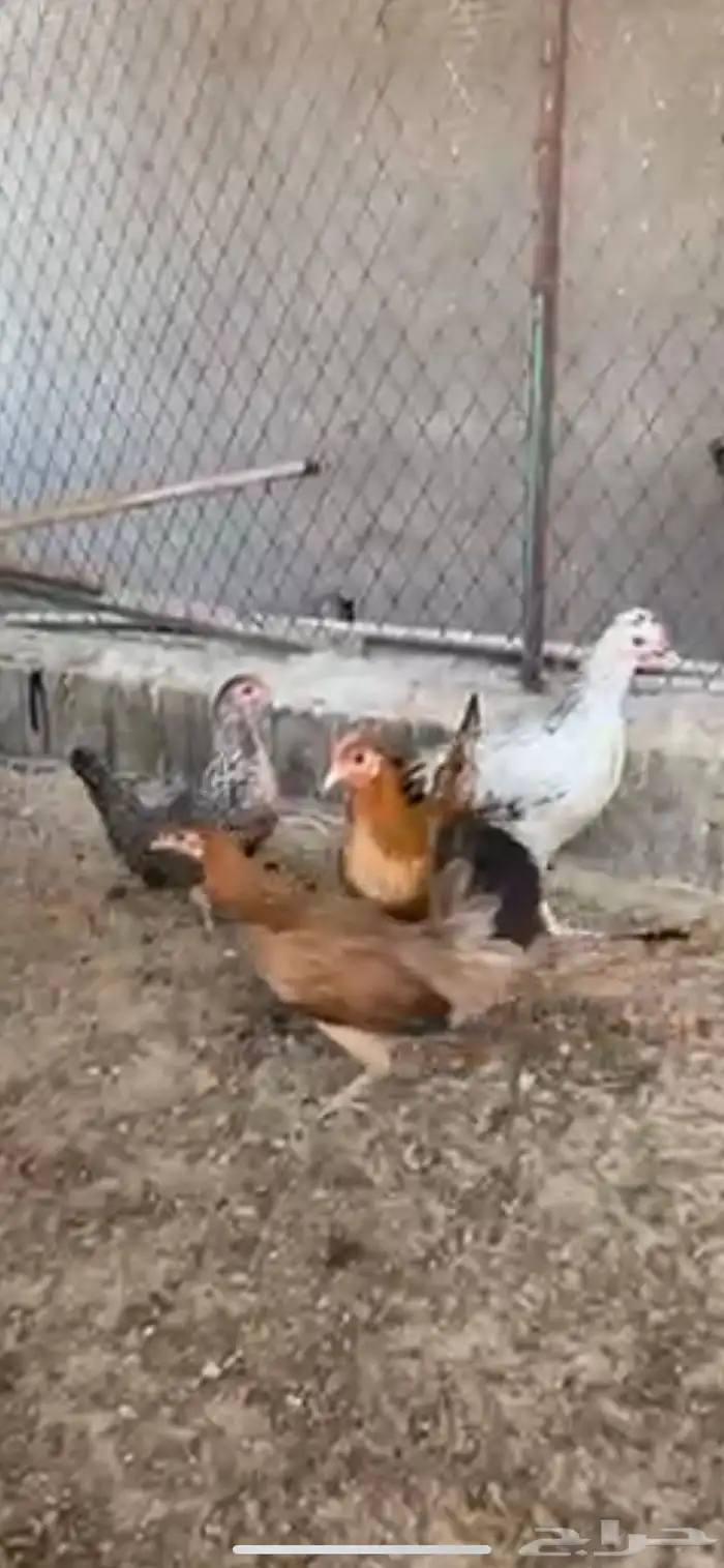 للبيع 5 دجاجات وديك 1
