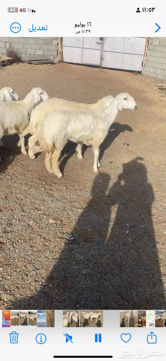 ذبايح حري بريه استعداد تام للمناسبات اتصل نصل 4