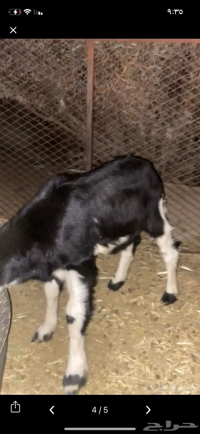 للبيع طلي سمين مشروط صحه ونظافه ومن جميع من عذاريب الغنم 0