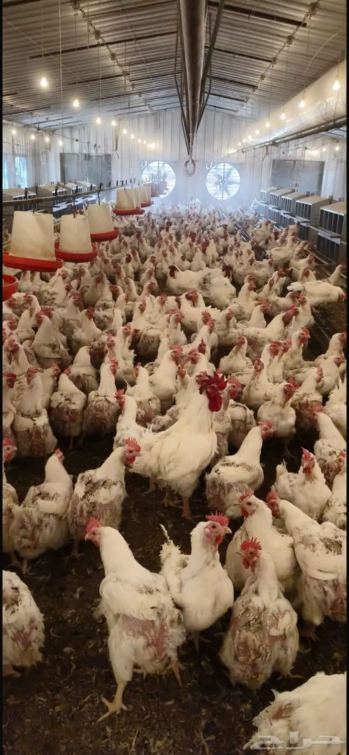 سلام عليكم فيه دجاج امهات كميه. كبيره حوالي 200 الف 2
