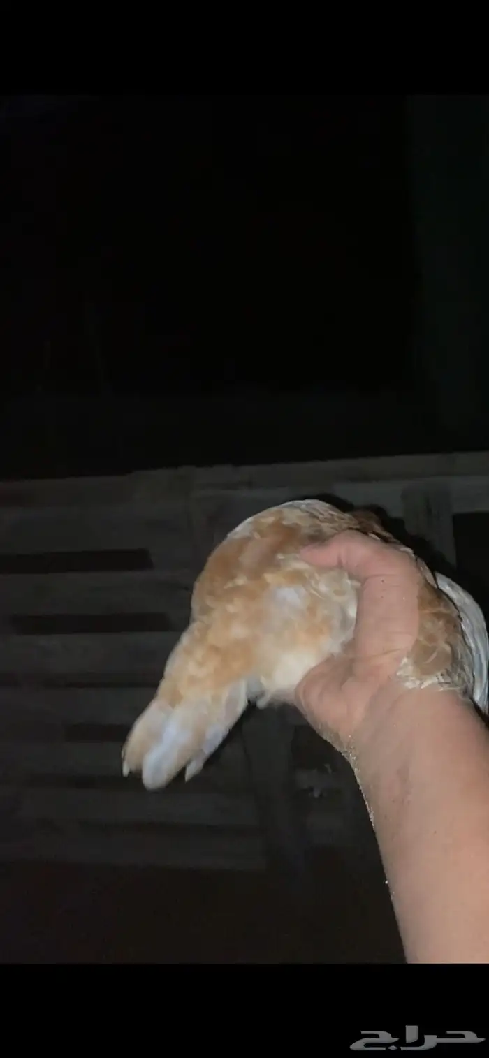 دجاج للبيع 0