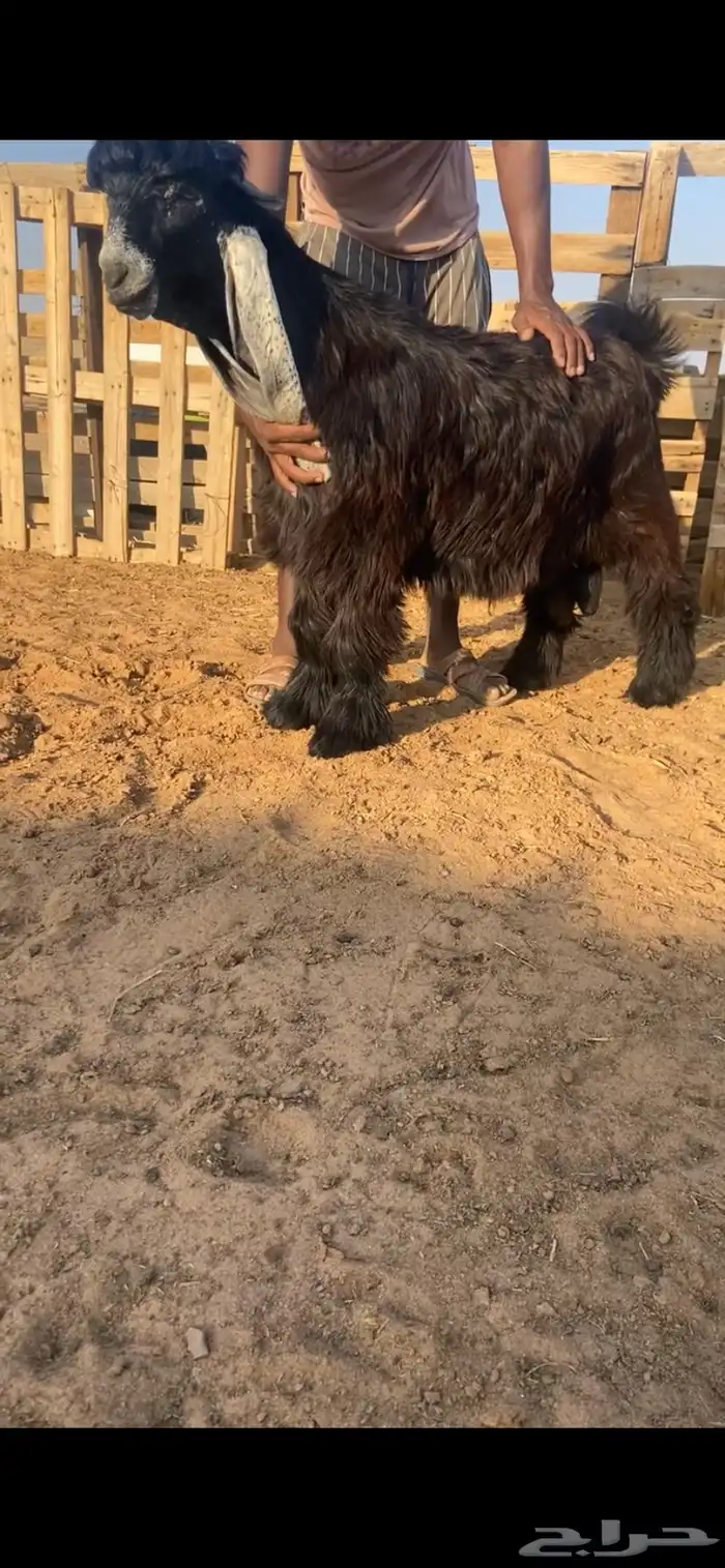 جذع عارضي فاخر 0