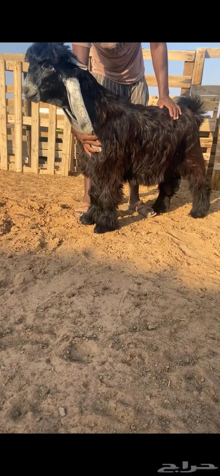 جذع عارضي فاخر 1