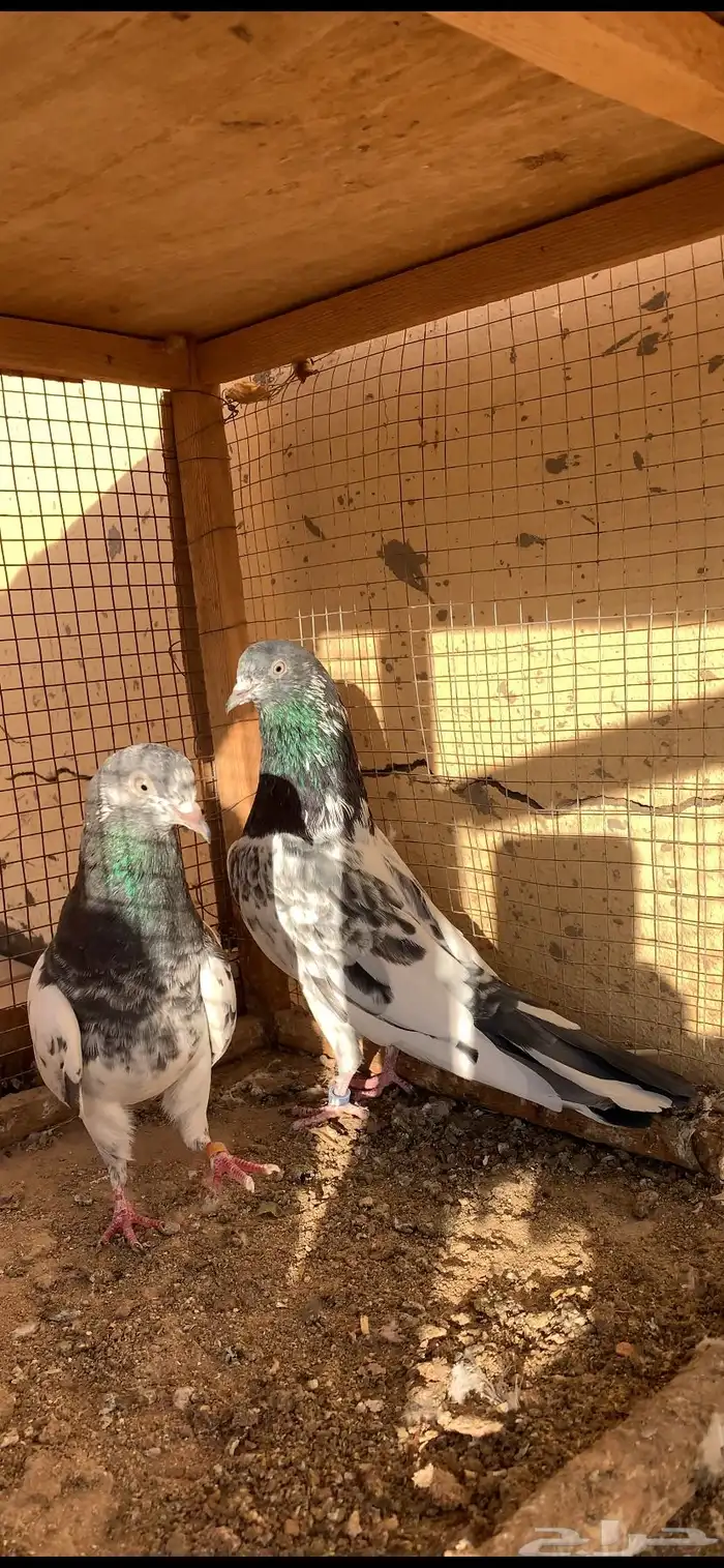 حمام 0