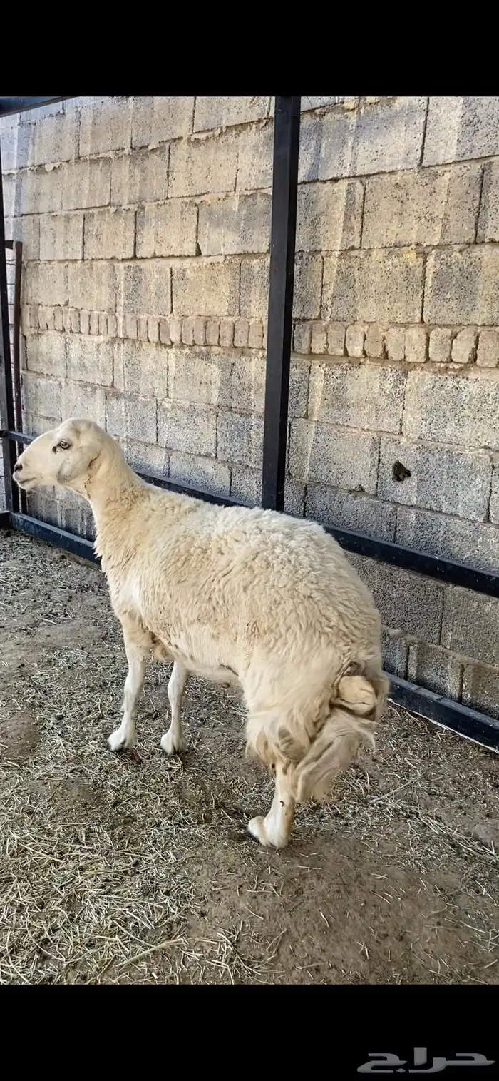 نعجه حريه حرشا تحتها رخلين صنف(( تم البيع)) 11