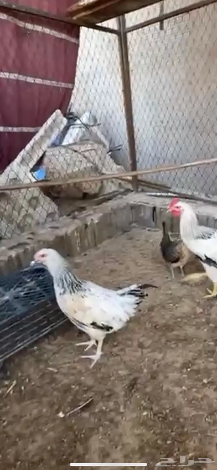 للبيع 5 دجاجات وديك 2