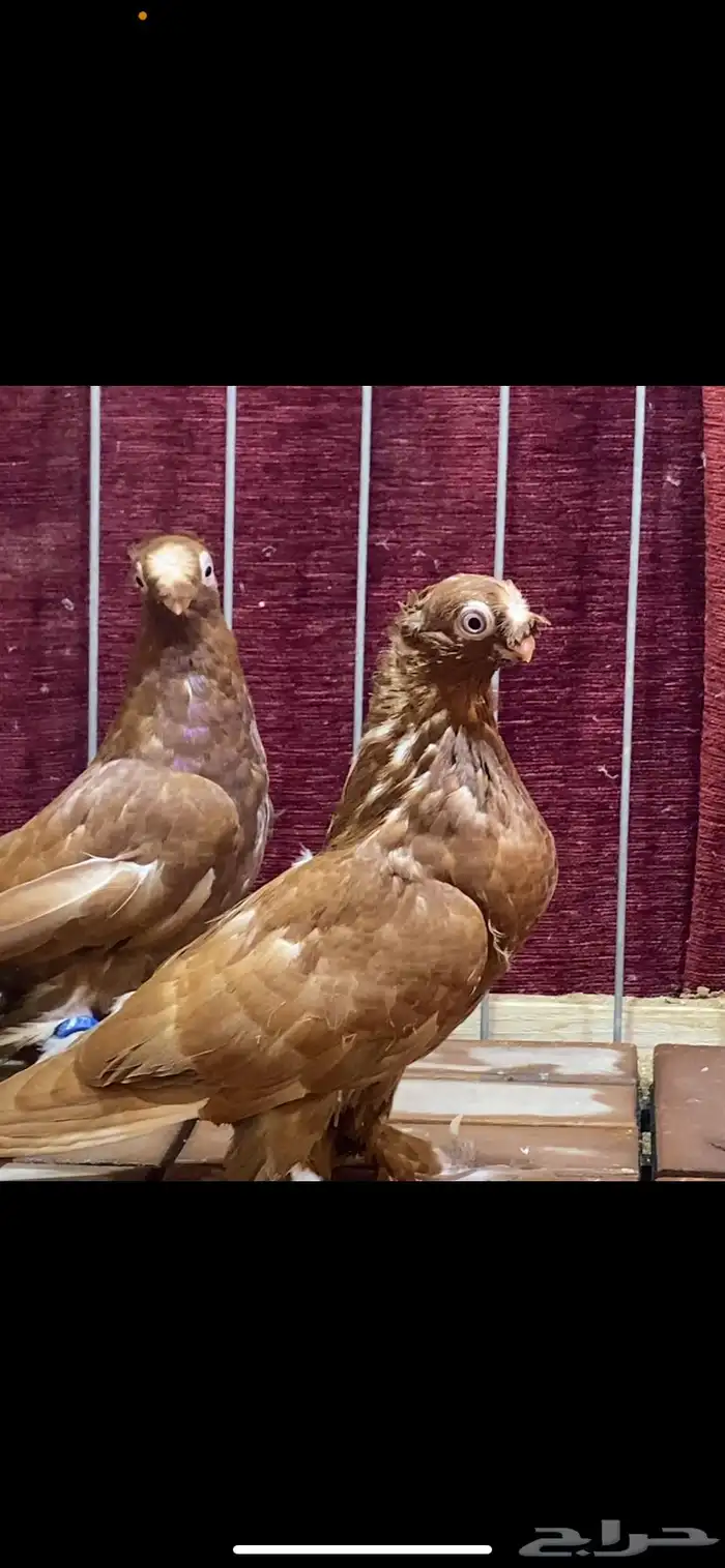 (( طبات اوزبك )) 5