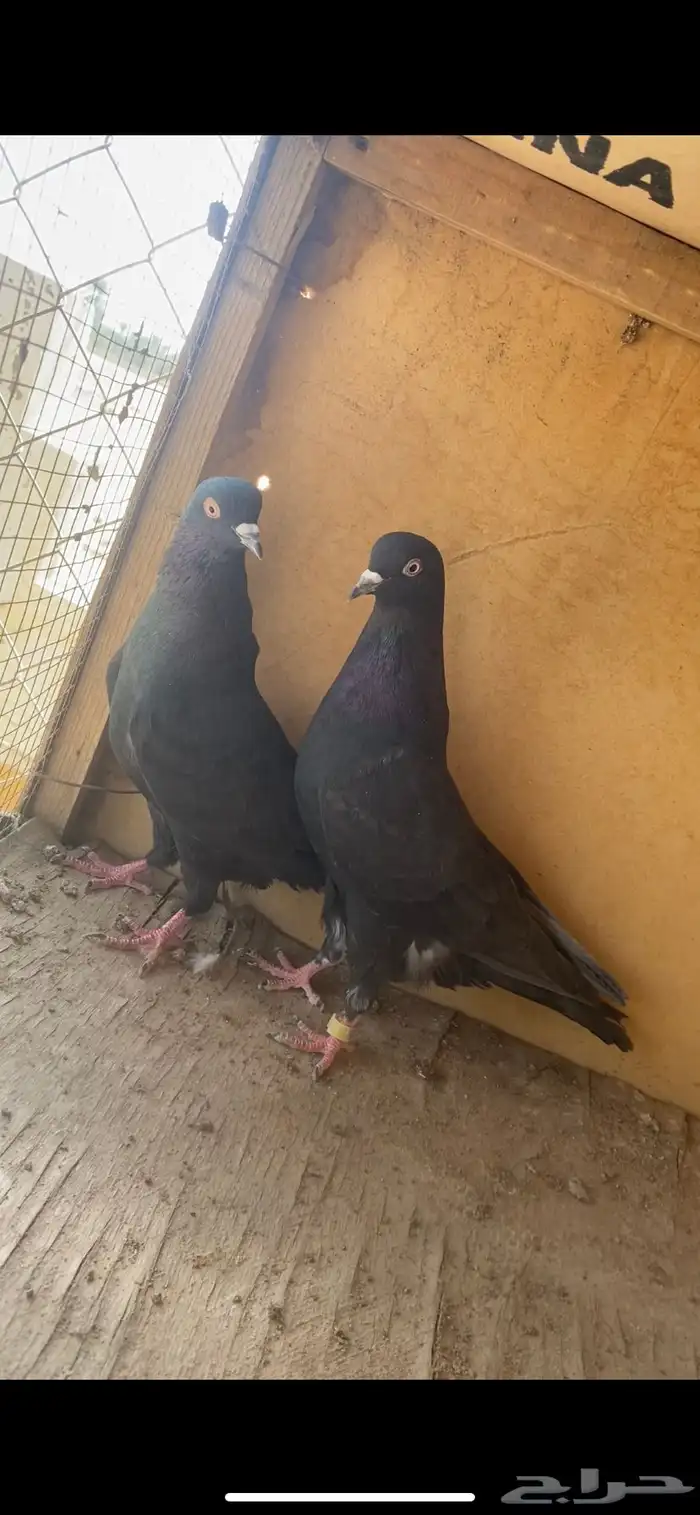 جوز قطايف سود 0