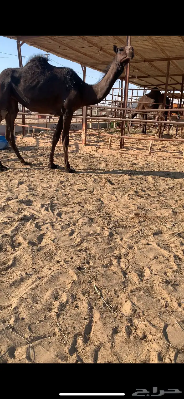 للبيع لقيه نادره من سلاله الوافي 0