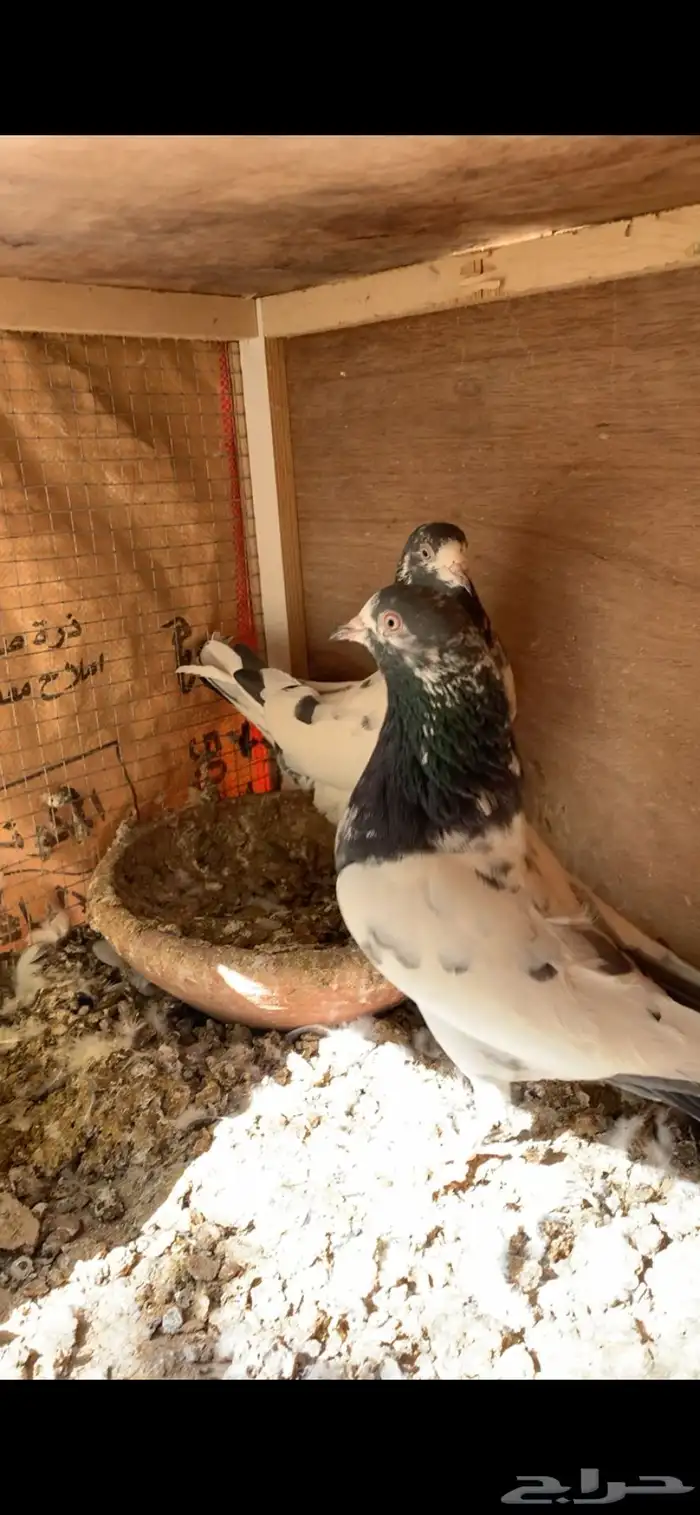 حمام 3