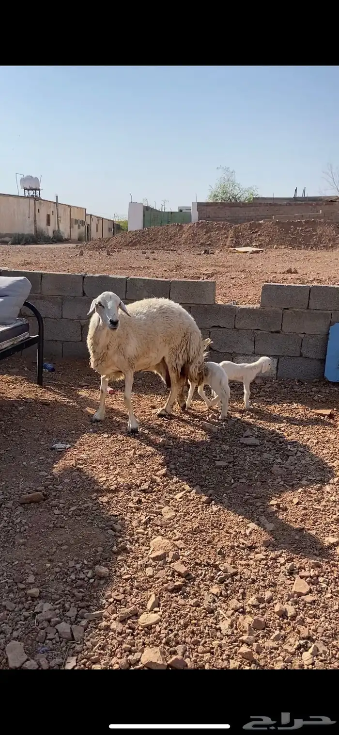 نعجه حريه حرشا تحتها رخلين صنف(( تم البيع)) 7