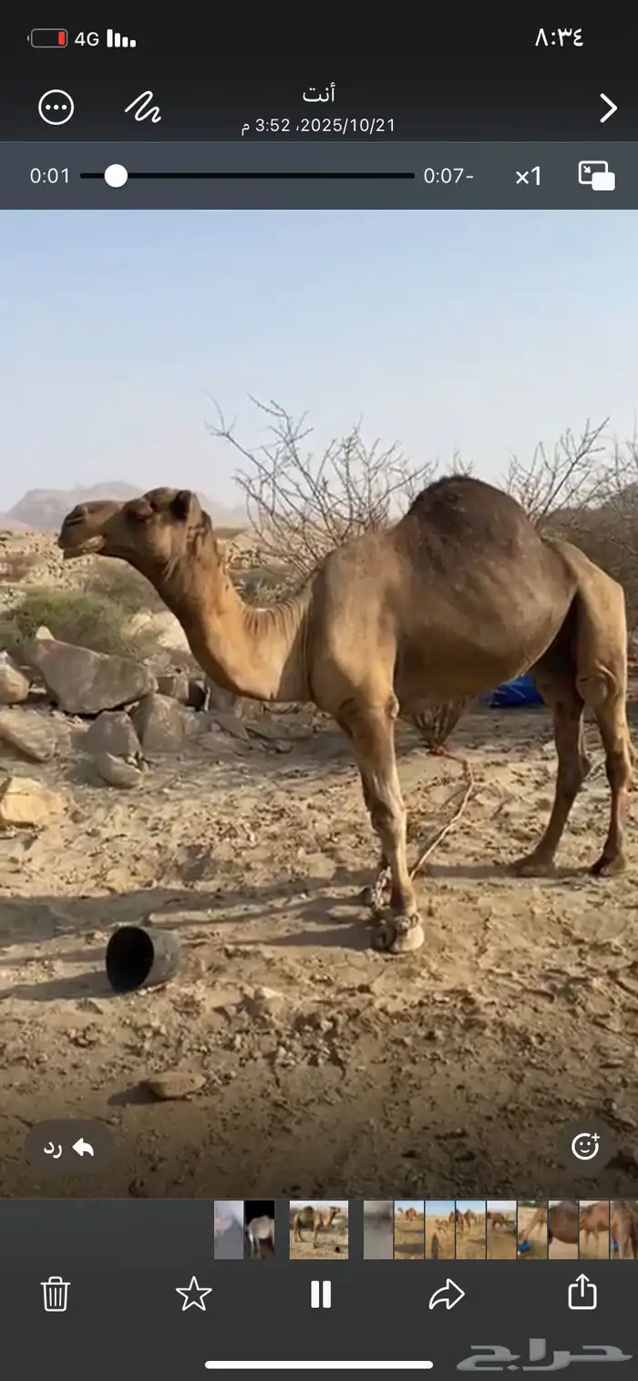 بعير ساحلي 0