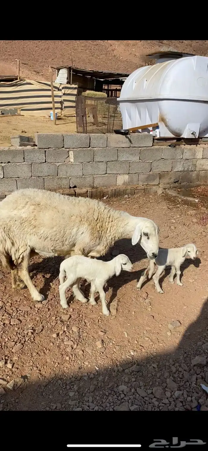 نعجه حريه حرشا تحتها رخلين صنف(( تم البيع)) 6