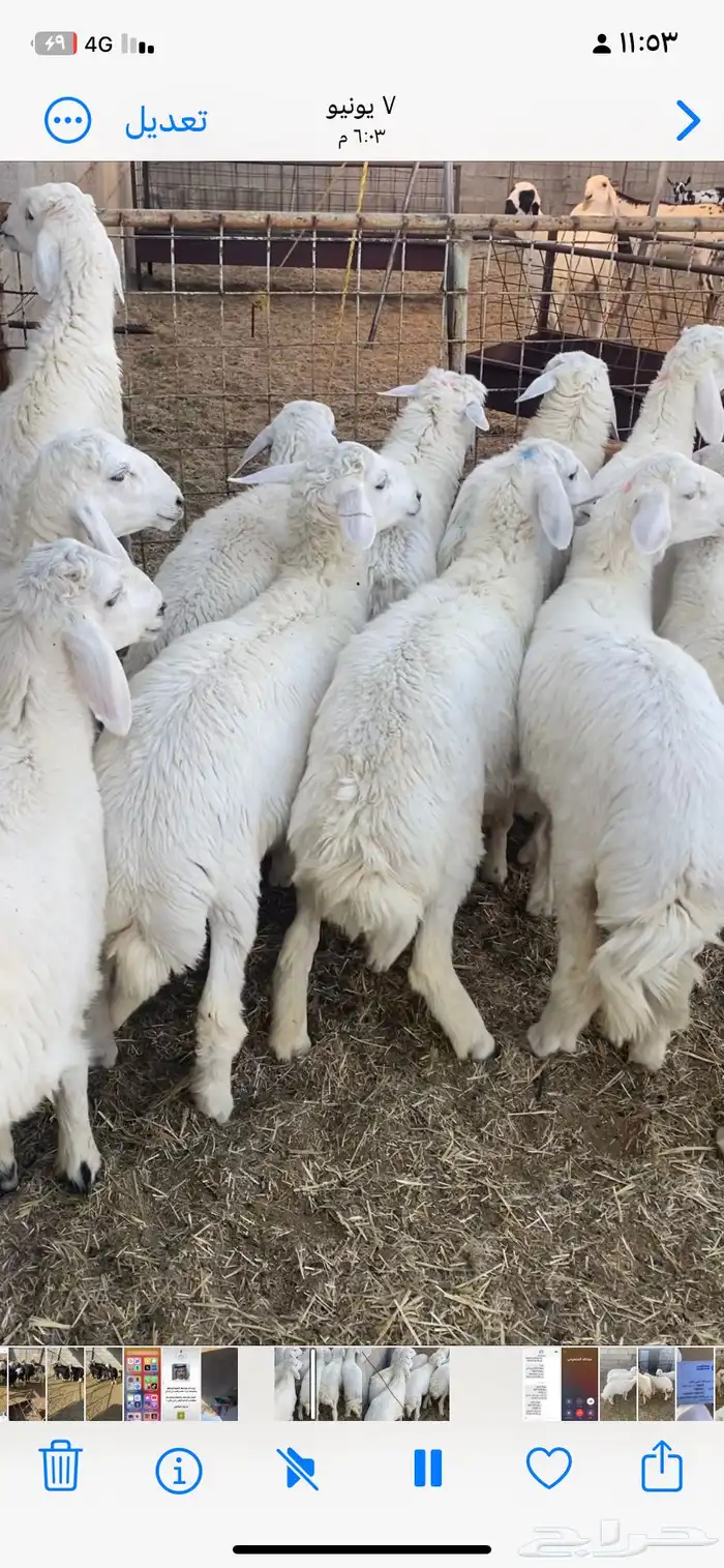 ذبايح حري بريه استعداد تام للمناسبات اتصل نصل 0