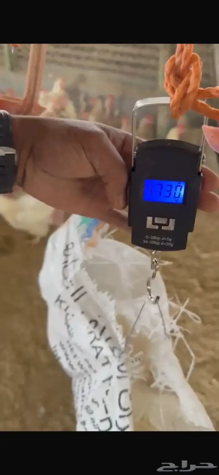 سلام عليكم فيه دجاج امهات كميه. كبيره حوالي 200 الف 0