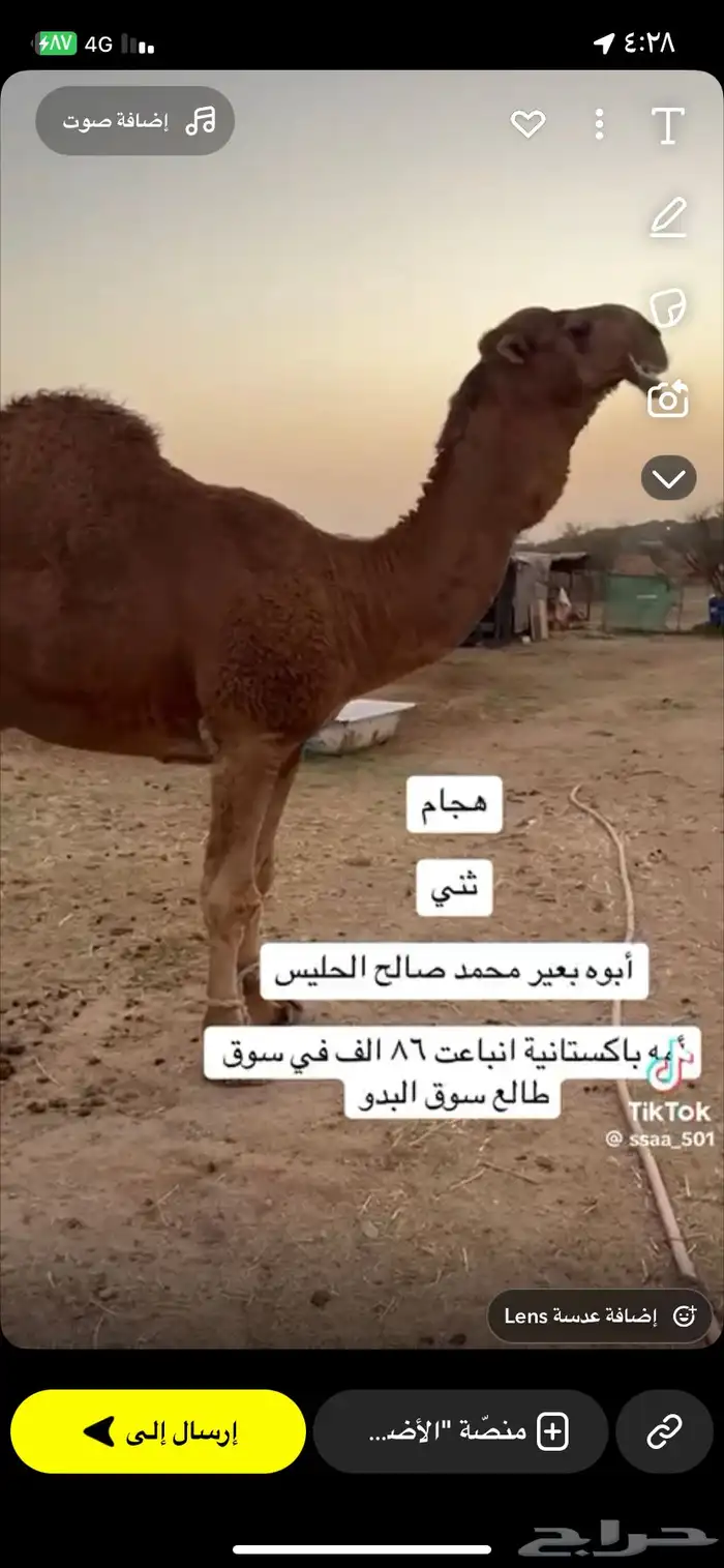 بعير مزيون 0