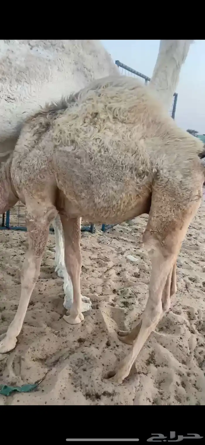 حوار على حليب امه 1