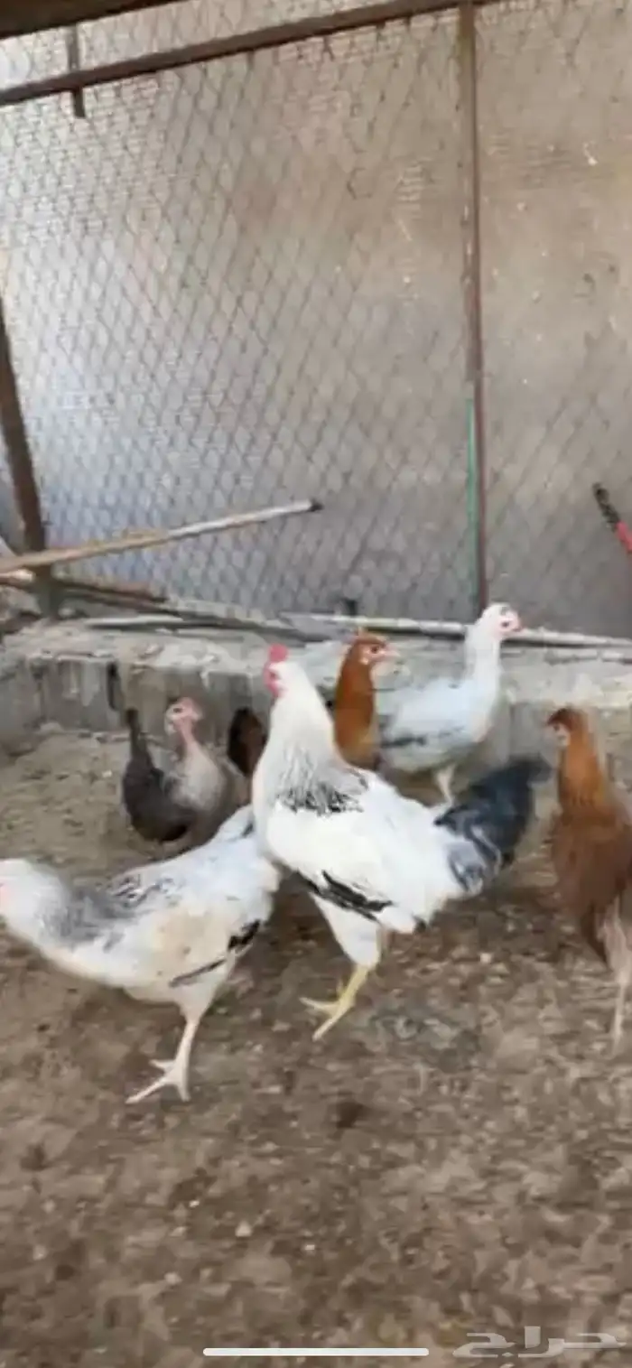 للبيع 5 دجاجات وديك 3