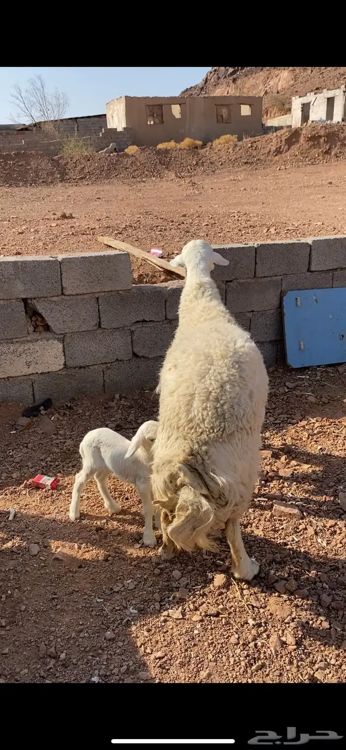 نعجه حريه حرشا تحتها رخلين صنف(( تم البيع)) 5