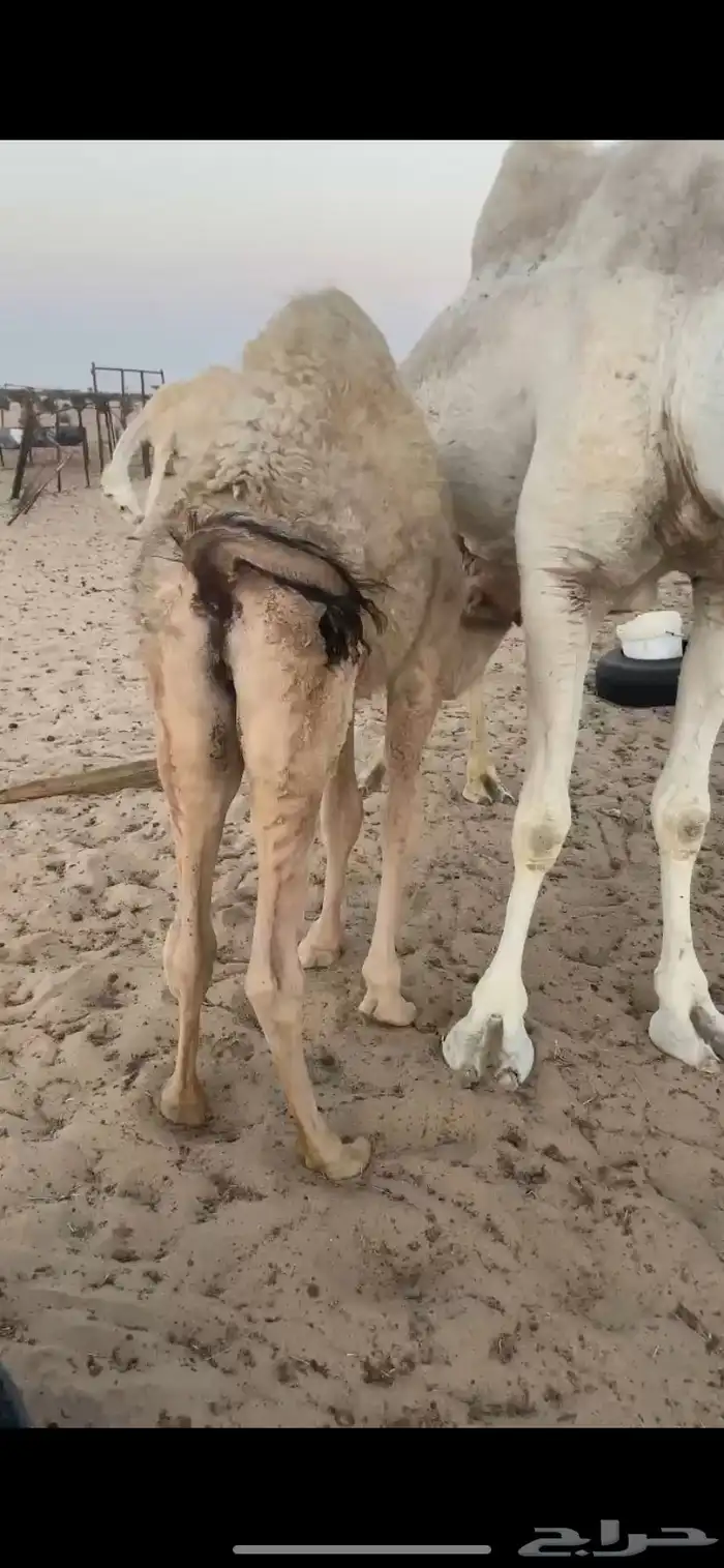 حوار على حليب امه 0