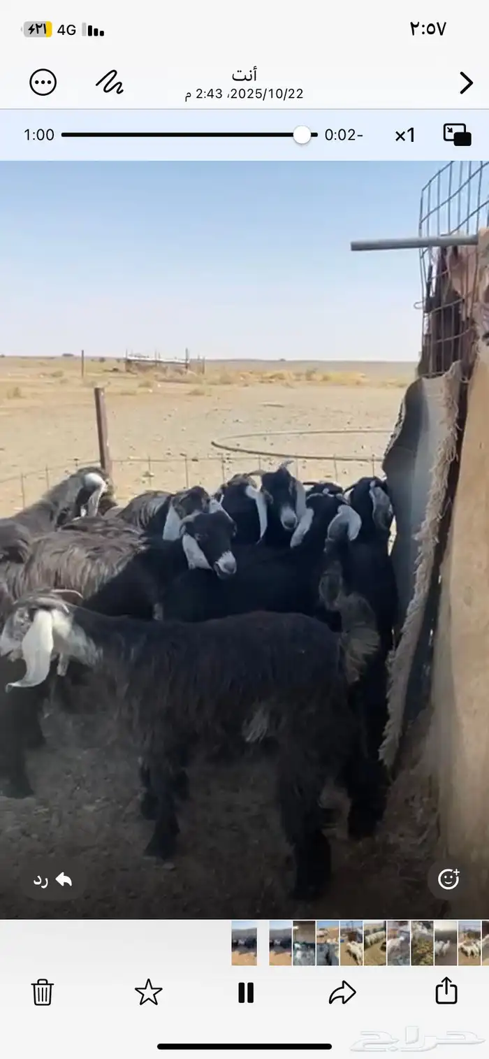 للبيع جفرات طيبه 2
