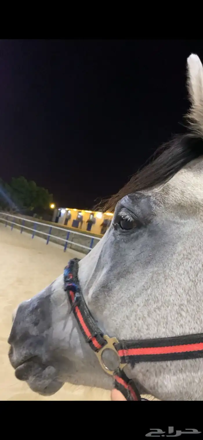 حصان عربي جزيري خصي حار 9