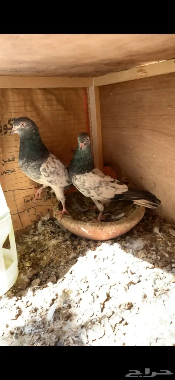 حمام 4