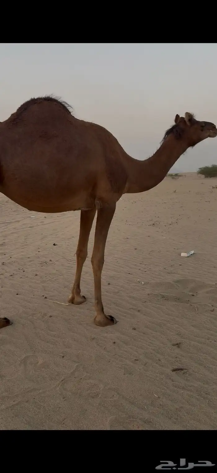 بكره حمرا دهما ساحليه لقحه مزيونه 3