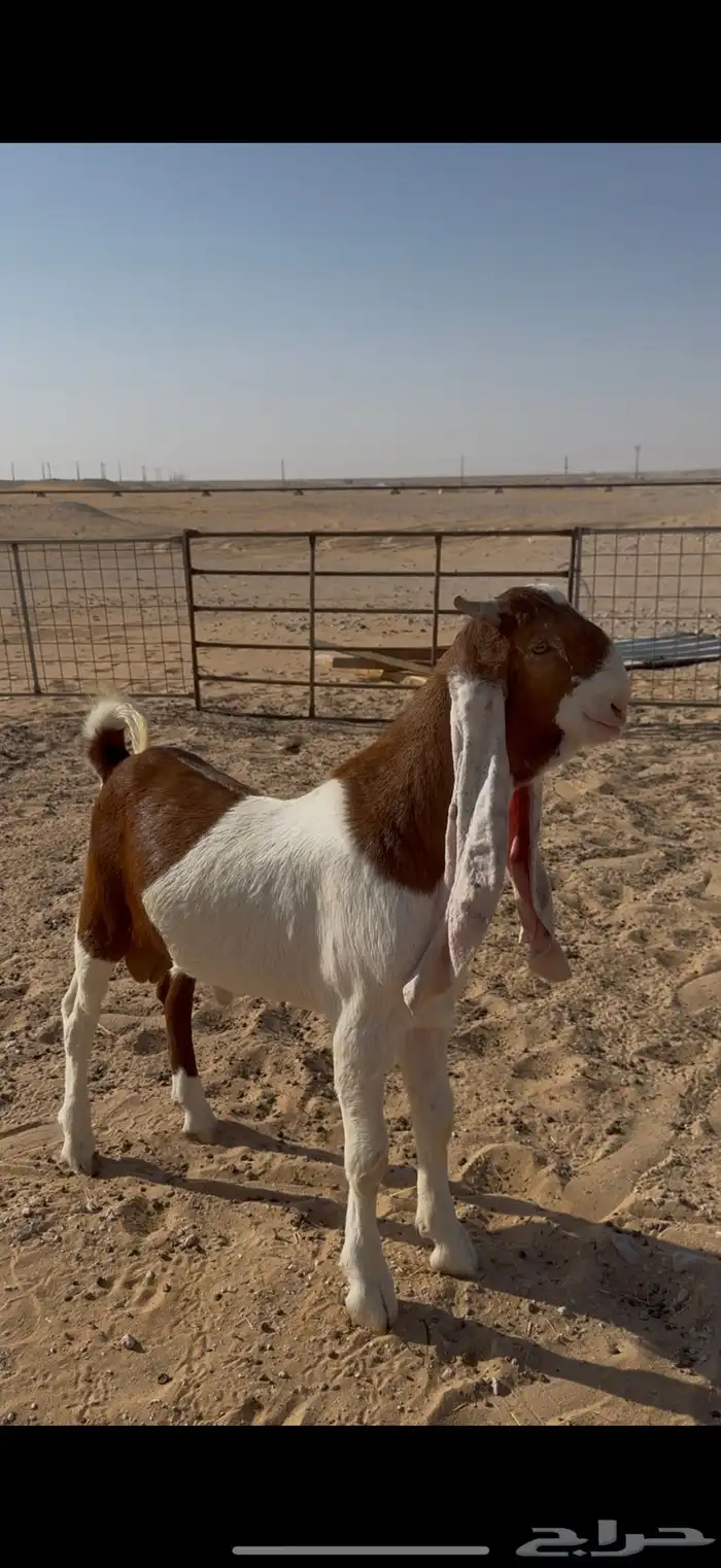 جذع خصم الخصم 0