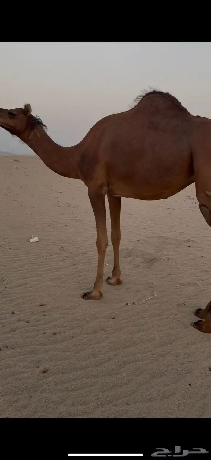 بكره حمرا دهما ساحليه لقحه مزيونه 1