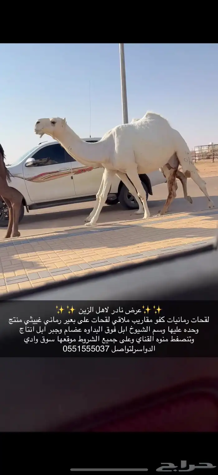 لقحات وضح كفو 3