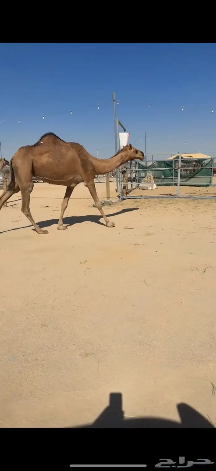 للبيع ضروبه حمراء 0