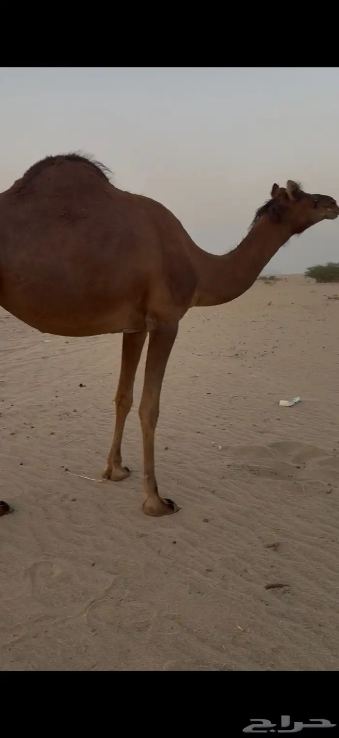 بكره حمرا دهما ساحليه لقحه مزيونه 5