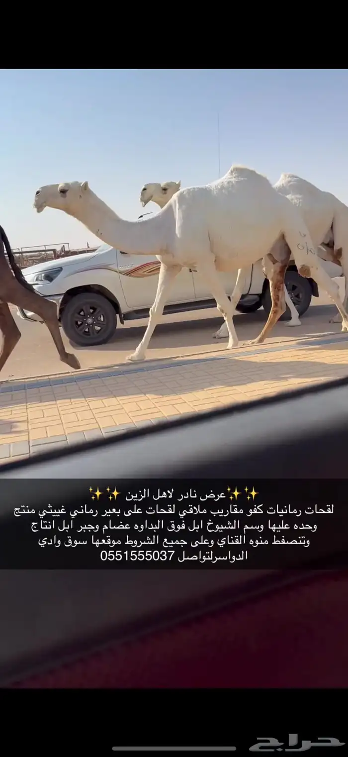 لقحات وضح كفو 5