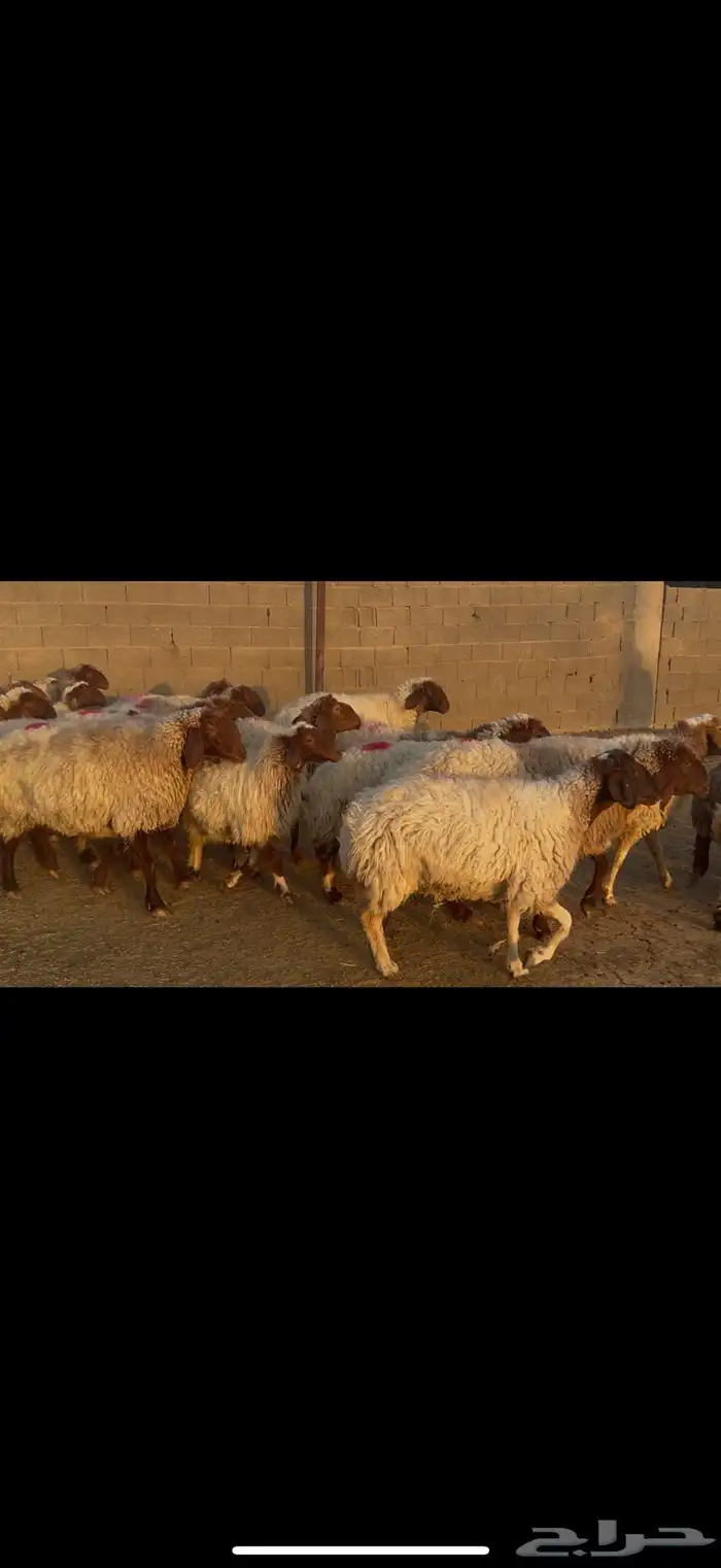 غنم نعيم دفيع 0