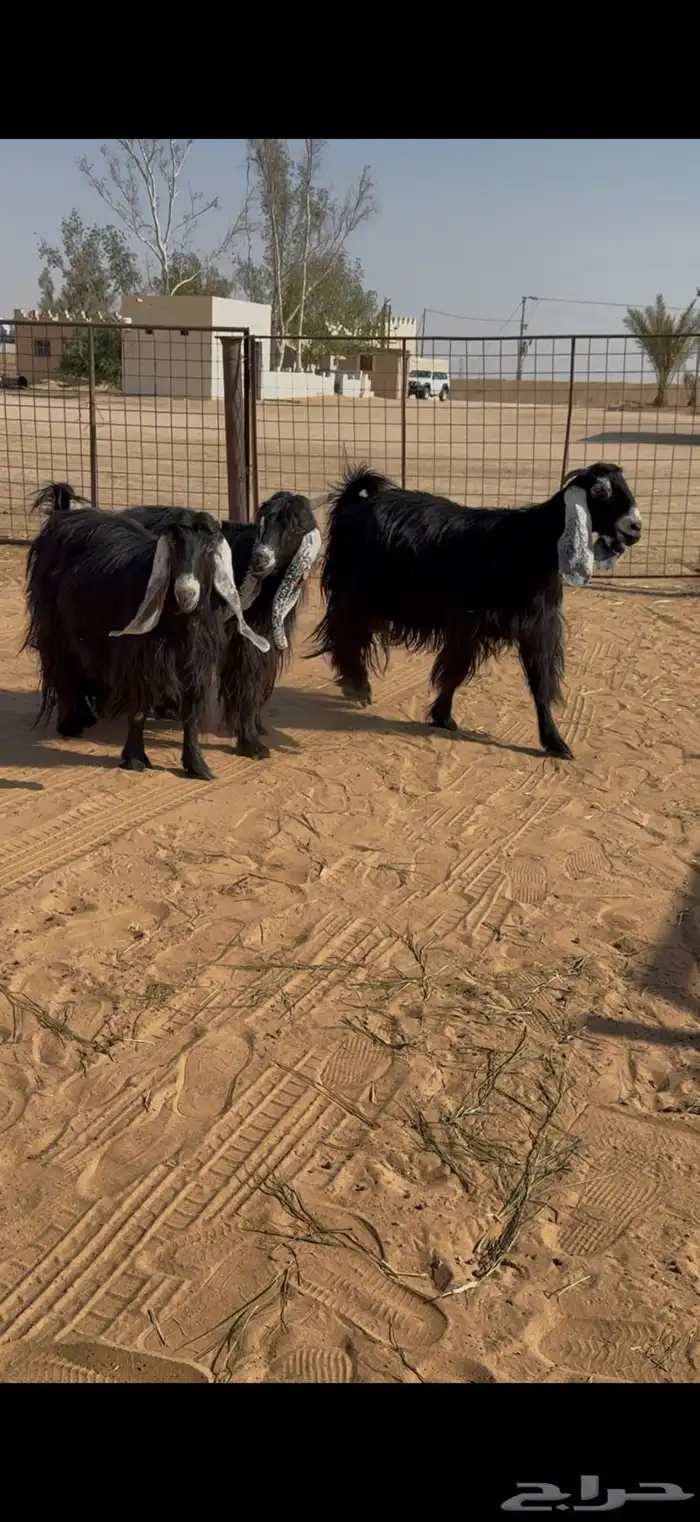 عوارض صنف على السونار 1