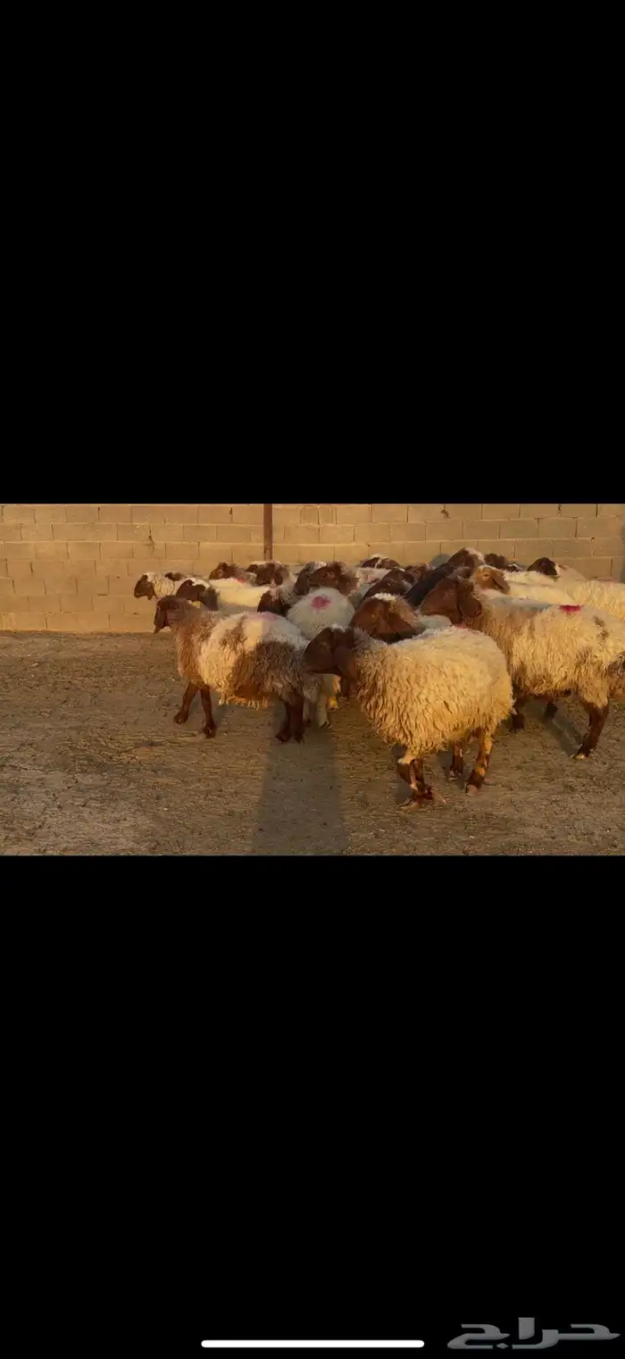 غنم نعيم دفيع 2